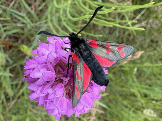 This six-spot burnet moth sitting on top of a pyramidal orchid was seen on Whitby's West Cliff by Graham Templeton.