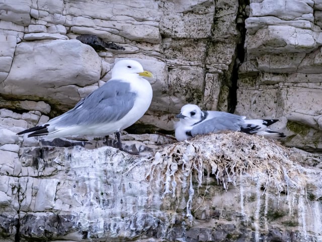 A very precarious nesting spot!