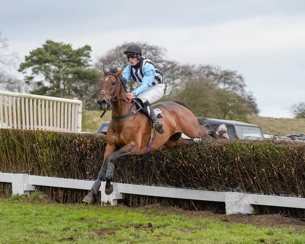 Driveondonn will be looking for more success at Charm Park on Saturday. Photo by Tom Milburn Photography