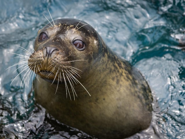 When you have finished your walk from South to North Bay, keep walking to Scalby Mills and visit the SEA LIFE Centre!