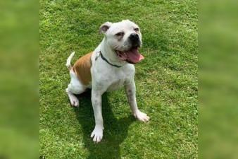 Casper is a 21-month-old Bulldog. He needs a quiet home as noise and traffic can upset him. Casper is full of fun and would benefit from some training, he just wants to please. Casper has some issues with his gait and has had tests done at Franks Vets in Leeds and he does not require treatment at this stage but may require some as he gets older. Whitby Dog Rescue believe his movement may have been quite restricted as a puppy as his muscles were not developed, however since being with them he has undergone some monitored exercise and they see a significant improvement.  For further information, call Bob on 01947 810787