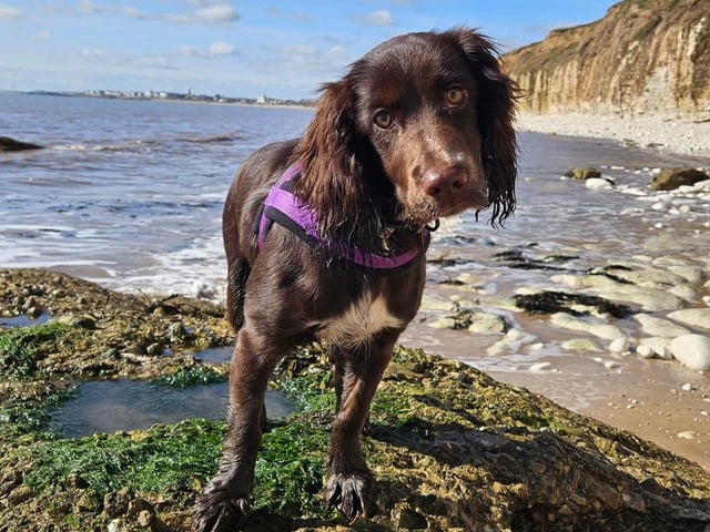 This beautiful dog is out enjoying the seaside in Bridlington.