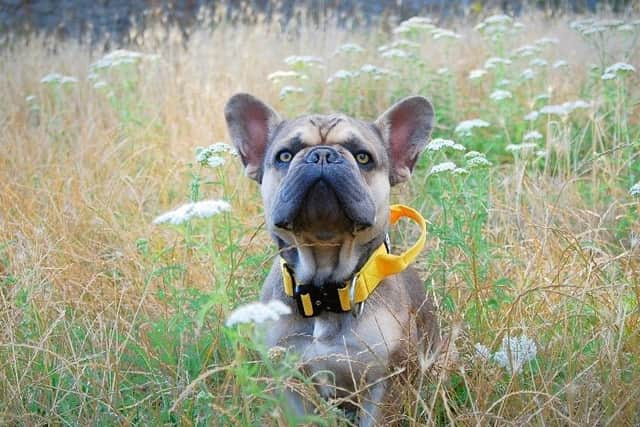 The annual Canine Critics competition gets tougher each year (photo: Canine Cottages)