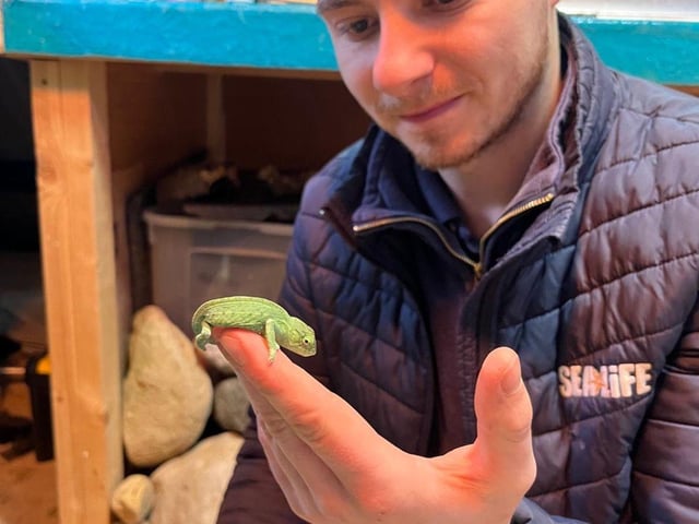 Karl works with one of the venue's reptiles.