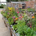 Enjoy the plant fair at Scampston Hall and Walled Gardens, near Malton.