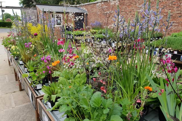 Enjoy the plant fair at Scampston Hall and Walled Gardens, near Malton.