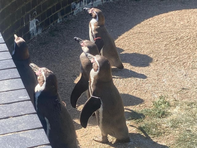 The penguins at Sewerby Hall enjoying the sunshine!