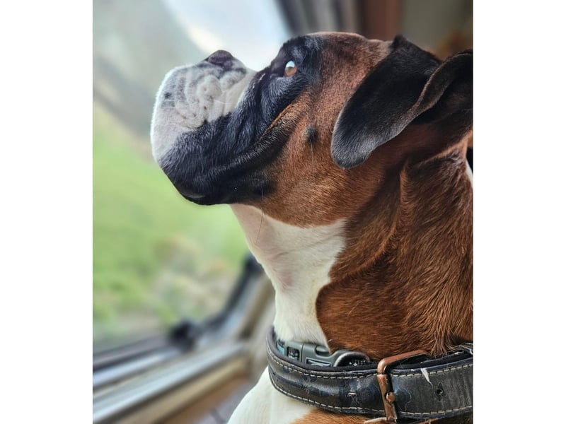 This is Scarborough based Busta, taking in the sights. He was adopted from Yorkshire Coast Dog Rescue.
