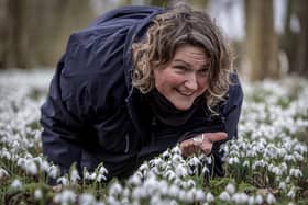 Horticulturalist Sarah Asberywood prepares and inspects the snowdrops in the woodland area at Burton Agnes Hall as they open to the public. Photo courtesy of Lee McLean / SWNS.