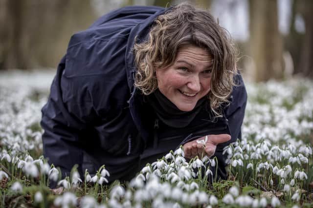 Horticulturalist Sarah Asberywood prepares and inspects the snowdrops in the woodland area at Burton Agnes Hall as they open to the public. Photo courtesy of Lee McLean / SWNS.