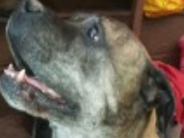 Tank is a 5/6 year old American Bulldog/Mastiff cross. He is great with people, but not with other animals, however he is described as a 'gentle giant'.
Call Bob on 01947 810787 to enquire.