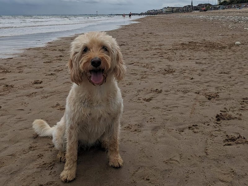 Here is Millie enjoying herself on the beach.