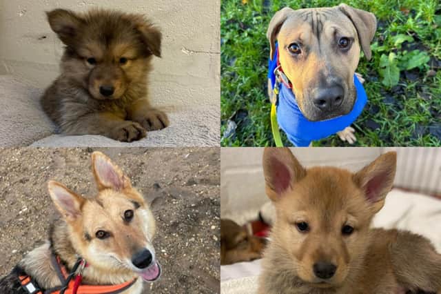 Common Rescue Dogs IN PICTURES: Here are 23 dogs available for adoption and looking for ...