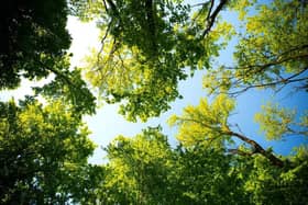 We take a look at the neighbourhoods across Scarborough, Whitby and Bridlington that has the fewest trees.