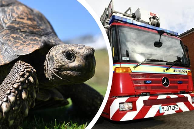 Two Jack Russell dogs were rescued after a pet tortoise caused a fire near Malton - Tortoise photo by Stuart Franklin/Getty Images