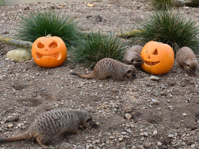 Half Term Halloween at Filey Bird Garden and Animal Park will be open from October 28 until November 5. Visitors can enjoy the park with all of our usual activities, but with the addition of family friendly Spooky Themed Areas and free-to-enter Halloween Treasure Hunt. Children can even get a free bag of animal food if they are wearing full Halloween fancy dress.