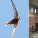 From left: a swift; installation of nest boxes in Whitby's St Hilda's Church on the West Cliff.