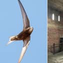 From left: a swift; installation of nest boxes in Whitby's St Hilda's Church on the West Cliff.
