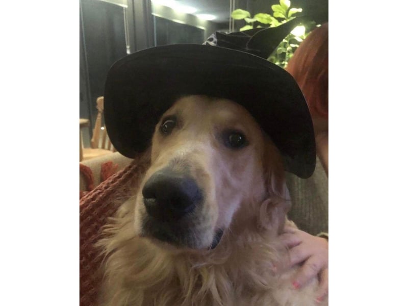 This beautiful Golden Retriever from Primrose Valley does not look impressed with his witch hat.