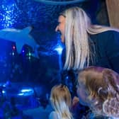 Residents with YO postcodes can benefit from 50% off SEA LIFE Scarborough tickets for a limited time