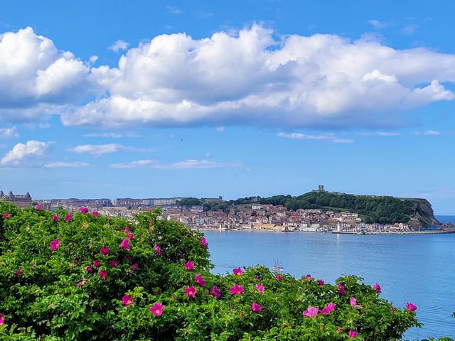 A beautiful view of Scarborough with wild roses, by Coralie McGrath.