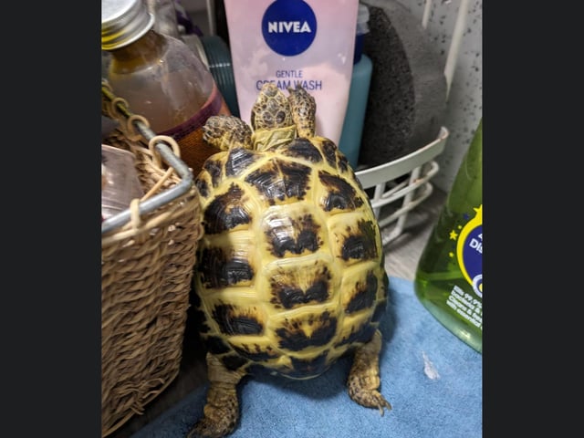 This is adorable Tim from Whitby.