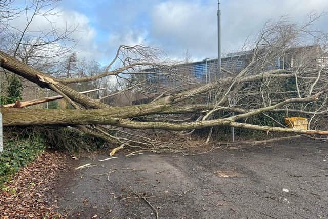 Fallen Tree in front of Harrogate police station