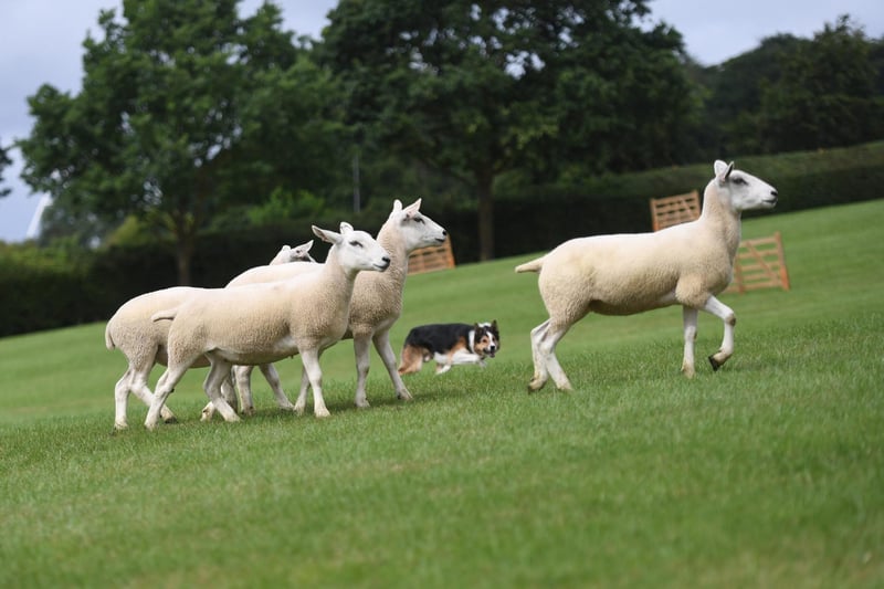 The sheepdog trials make a welcome return following their debut in 2022 where there are displays throughout each day of the show