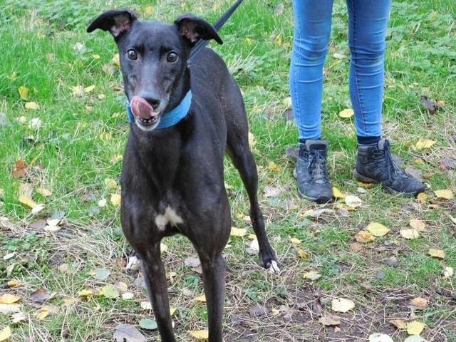 Domino is a six-year-old Greyhound who came to the centre via an inspector and he was very thin. Domino has never known family life and sadly spent all his adult life in a kennel environment, he is looking forward to his own sofa and a family of his very own. Despite his tough life he remains a happy friendly boy who will make a wonderful addition to the family. Domino would be suitable to live other female greyhound but unfortunately he is not suitable to live with small dogs, cats or small animals. He is suitable to live with children aged 12 years and over. Call the dog coordinator on 07939 247202 for more information. Domino is being cared for in kennels at the RSPCA York Animal Home.