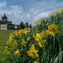 Daffodils and Sunshine at Castle Howard - Picture Credit: Charlotte Graham