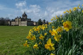 Daffodils and Sunshine at Castle Howard - Picture Credit: Charlotte Graham