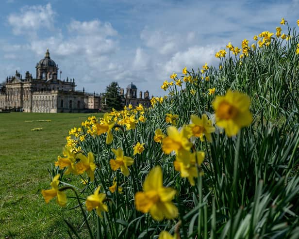 Daffodils and Sunshine at Castle Howard - Picture Credit: Charlotte Graham
