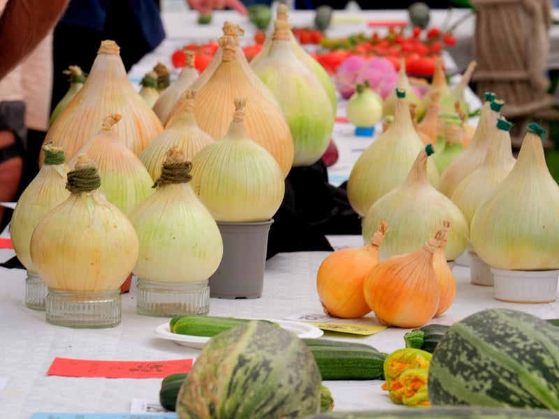 Knowing your onions.
picture: Richard Ponter