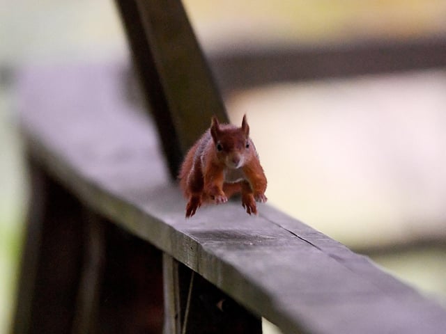 The Red Squirrel Enclosure is open every day. Although Red Squirrels may be seen throughout the day, they tend to be most active in the morning and afternoon.