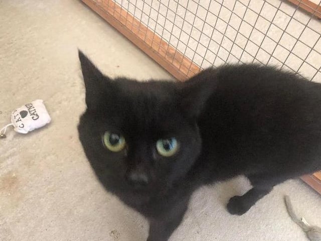 Jeremy is a five-year-old Domestic Shorthair crossbreed, currently residing at the RSPCA in Scarborough. Jeremy is a girl who came into the cattery with her sister Waffle, and she is very playful and affectionate, and is good with children. She would prefer not to live with a dog, and would need space to be able to go outside and explore. If you are interested, call 07926 364633.