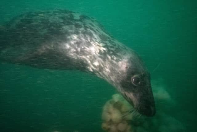 A curious seal gets up close and personal!