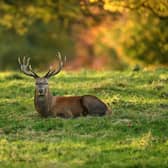Rutting season for deer on the Studley Royal Estate, near Ripon.
22nd October 2020
Picture : Jonathan Gawthorpe