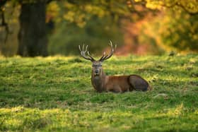 Rutting season for deer on the Studley Royal Estate, near Ripon.22nd October 2020Picture : Jonathan Gawthorpe