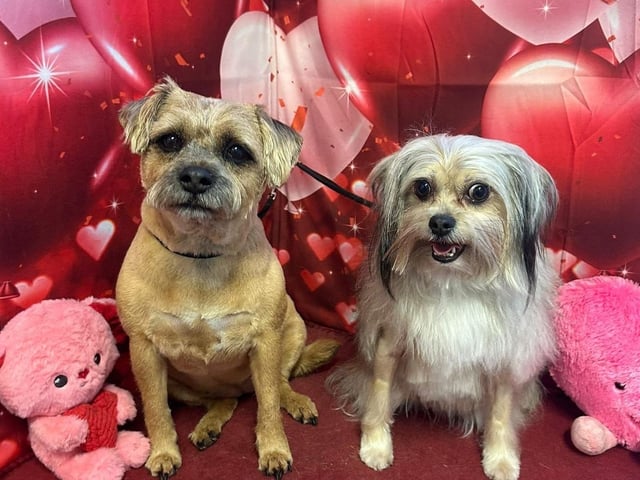 Betsie and Betty looking ready for Valentine's Day!