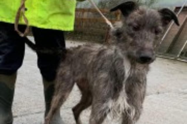 Claudia is a three year old Lurcher, who is the size of a Greyhound. She can walk well on a lead but needs to be rehomed with an experience owner. 
Call Bob on 01947 810787 to enquire.
