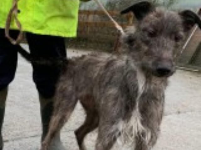 Claudia is a three year old Lurcher, who is the size of a Greyhound. She can walk well on a lead but needs to be rehomed with an experience owner.
Call Bob on 01947 810787 to enquire.