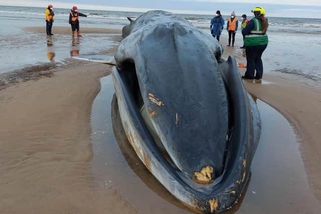 The Fin Whale weighed approximately 40 tons and was 17.6m in length, which means it was most likely a juvenile or sub-adult.
