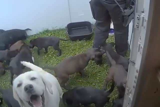 The dogs are rescued from the abandoned caravan.