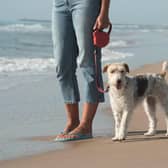 Dog wardens can reunite lost dogs with their owners via microchips.