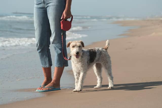 Dog wardens can reunite lost dogs with their owners via microchips.