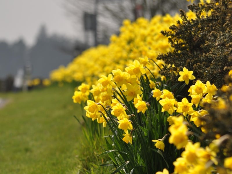 Daffodils at Ravenscar.
picture by Donella Agar.