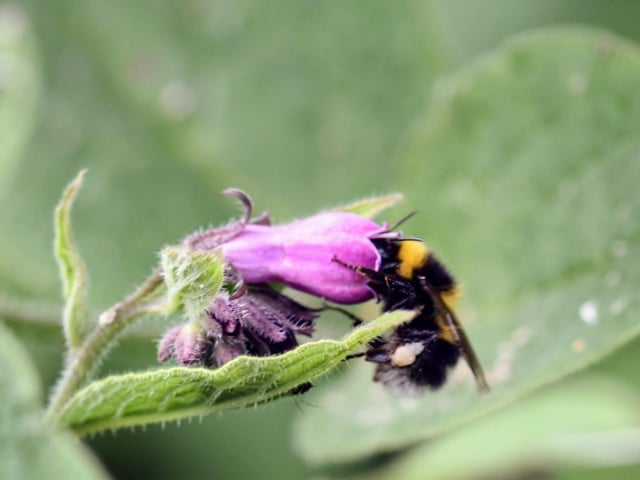 A busy bee gets to work looking for pollen. Picture by Heather Palmer.