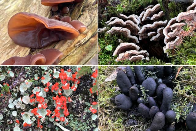 The moors of Yorkshire are known and loved for their abundance of heather in the summer, but there are a wealth of other natural species to spot in the uplands, even in the depths of winter.