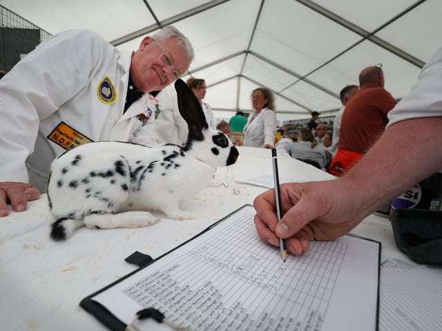 Vince Carmichael judging the rabbits