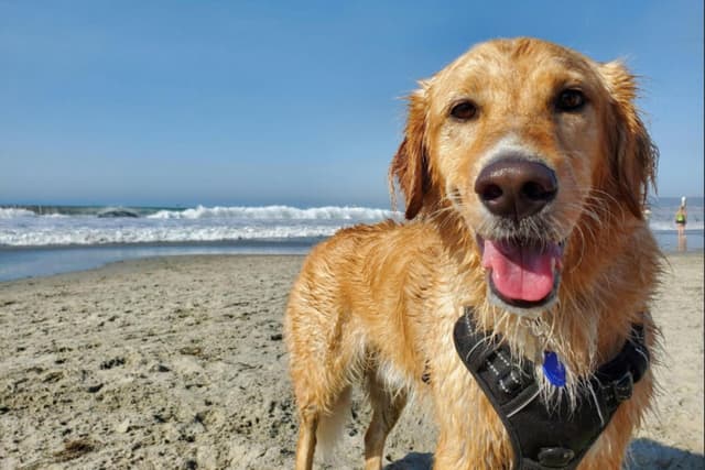 Here are some of the best dog-friendly beaches along the Yorkshire coast